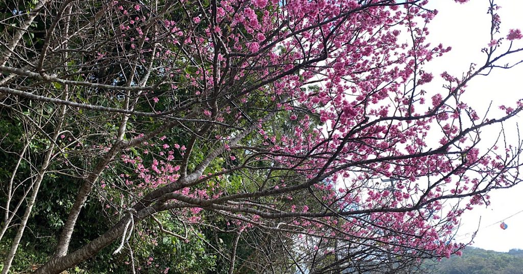 ひとあしお咲きに 第43回もとぶ八重岳桜まつり 3密回避ドライブスルー花見 フクギテラス
